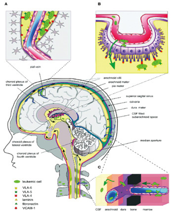 276-277期《全球肿瘤快讯)-74.jpg 276-277期《全球肿瘤快讯)-74.jpg