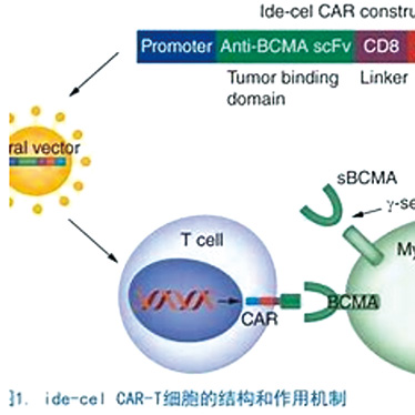 KarMMa-3研究持久随访 PFS和OS数据仍支持使用ide-cel